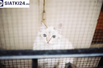 Siatki Olkusz - Zabezpieczenie balkonu siatką - Kocia siatka - bezpieczny kot dla terenów Olkusza