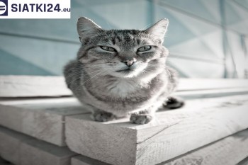 Siatki Olkusz - Siatka na balkony dla kota i zabezpieczenie dzieci dla terenów Olkusza