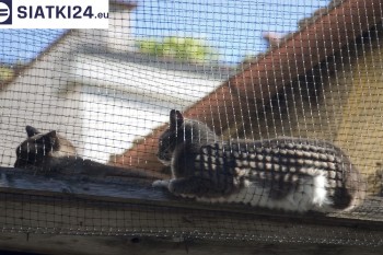 Siatki Olkusz - Siatka na balkony dla kota i zabezpieczenie dzieci dla terenów Olkusza