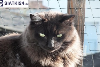 Siatki Olkusz - Zabezpieczenie balkonu siatką - Kocia siatka - bezpieczny kot dla terenów Olkusza